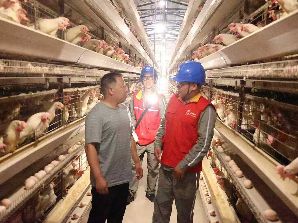 國家電網(wǎng)重慶電力（城口營銷）紅巖共產(chǎn)黨員服務隊到起航養(yǎng)雞場檢查生產(chǎn)安全用電。受訪者供圖