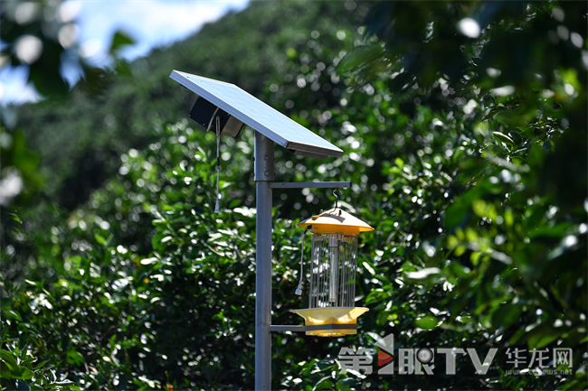 果園內(nèi)的太陽能滅蟲燈。第1眼TV-華龍網(wǎng)記者 李一鳴 攝