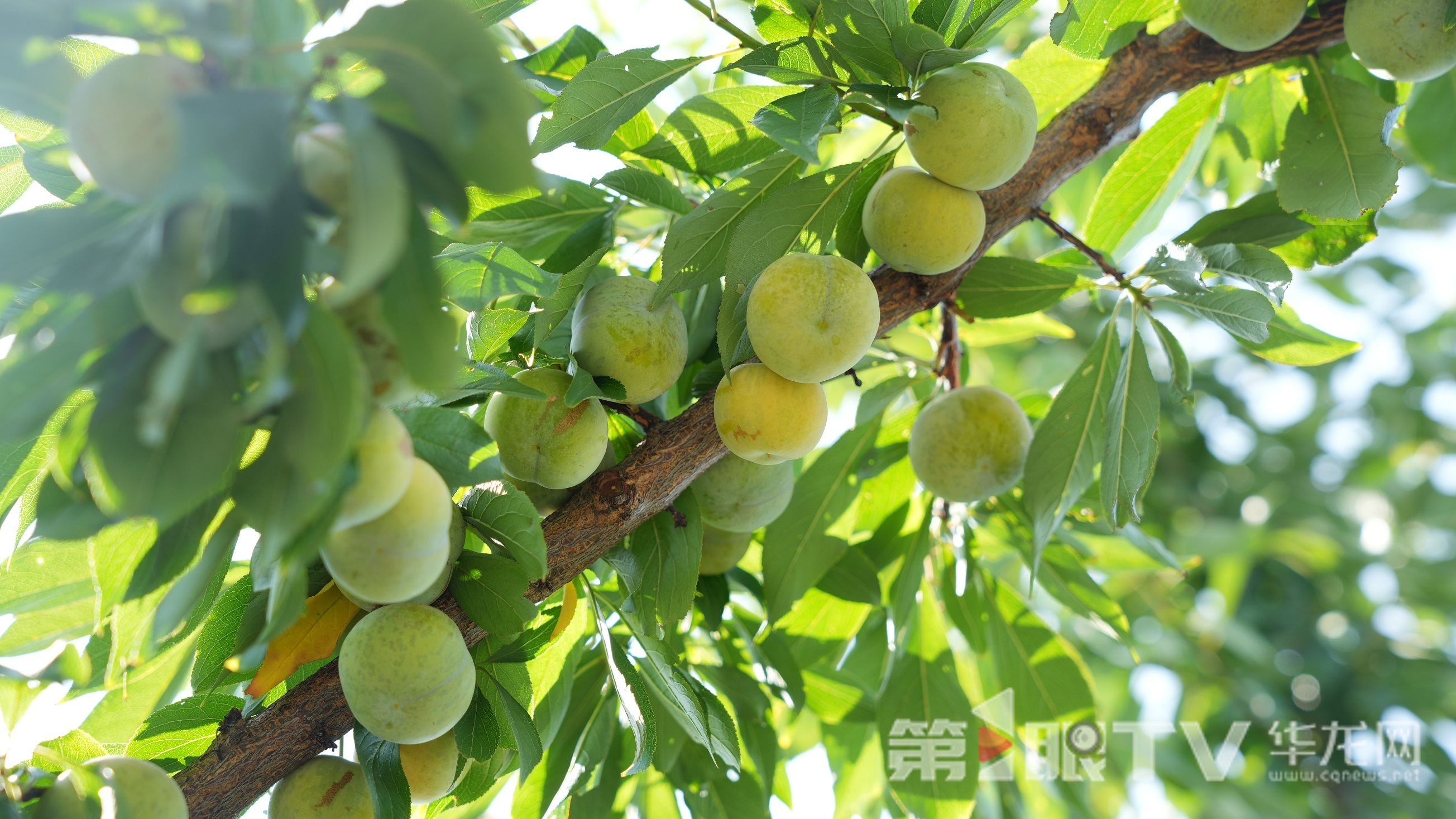 脆李掛滿枝頭。第1眼TV-華龍網(wǎng)記者 陳毅 攝
