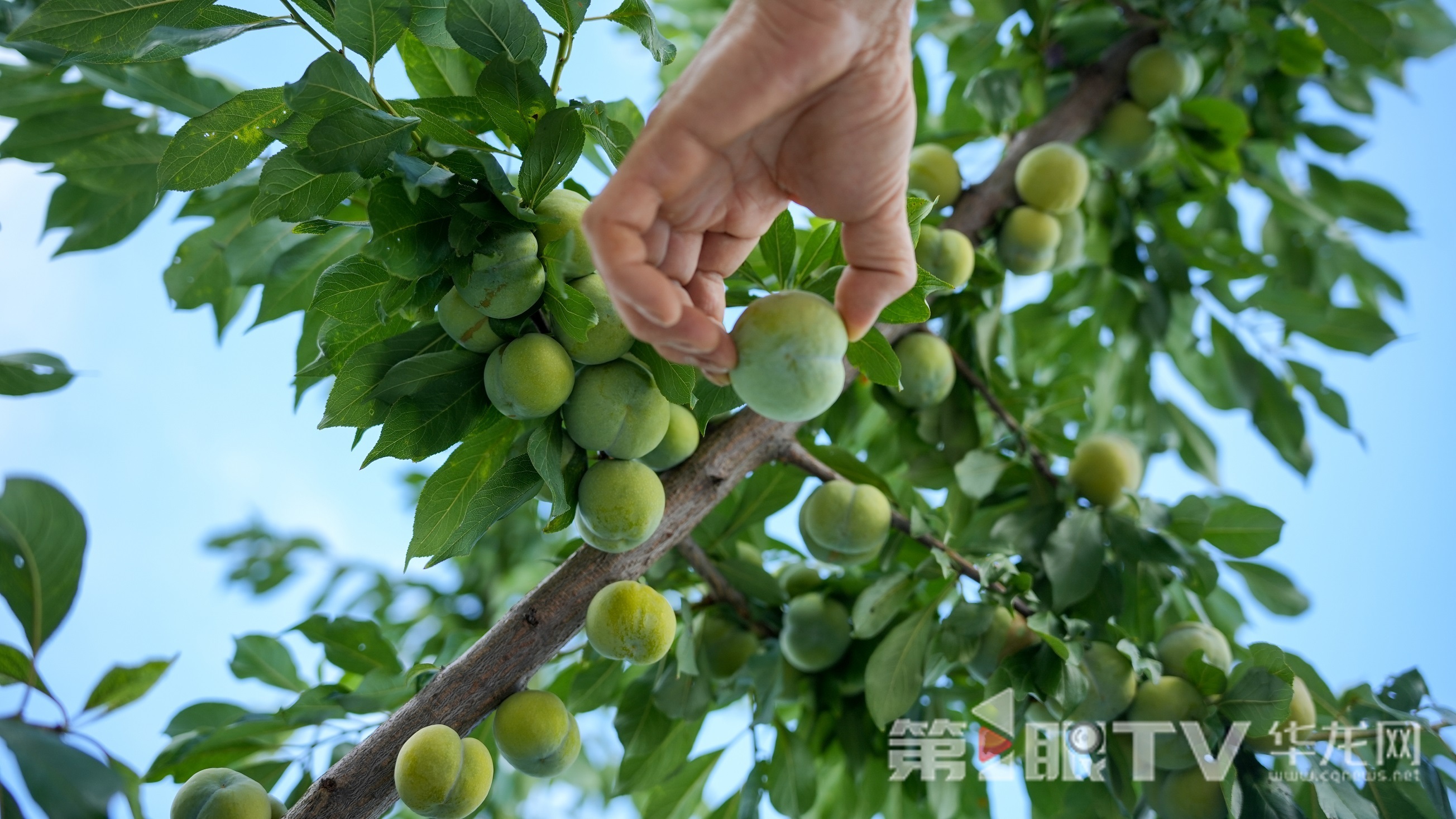 脆李采摘。第1眼TV-華龍網(wǎng)記者 陳毅 攝