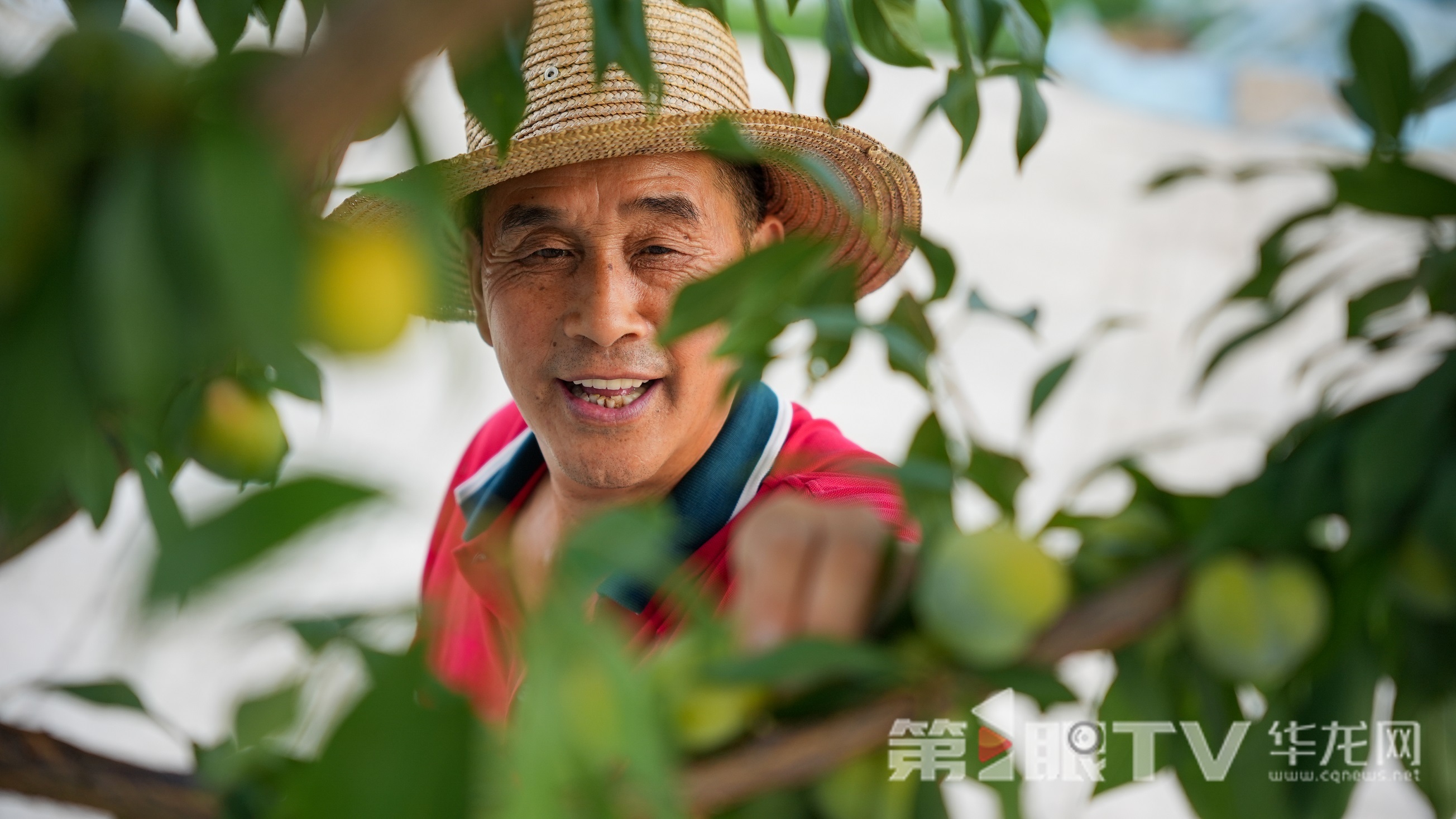 劉緒海正在采摘李子。第1眼TV-華龍網(wǎng)記者 陳毅 攝