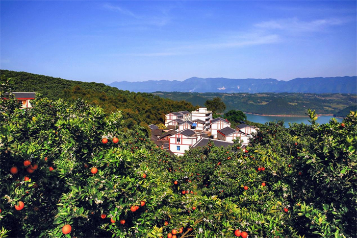 三峽橘海。忠縣縣委宣傳部供圖
