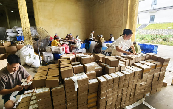 工人們有序分裝、打包山銀花等農(nóng)產(chǎn)品。通訊員 廖霜 攝
