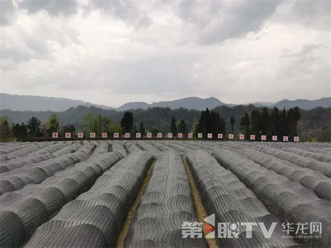 石柱黃連種植基地。第1眼TV-華龍網(wǎng) 曹先旺 攝