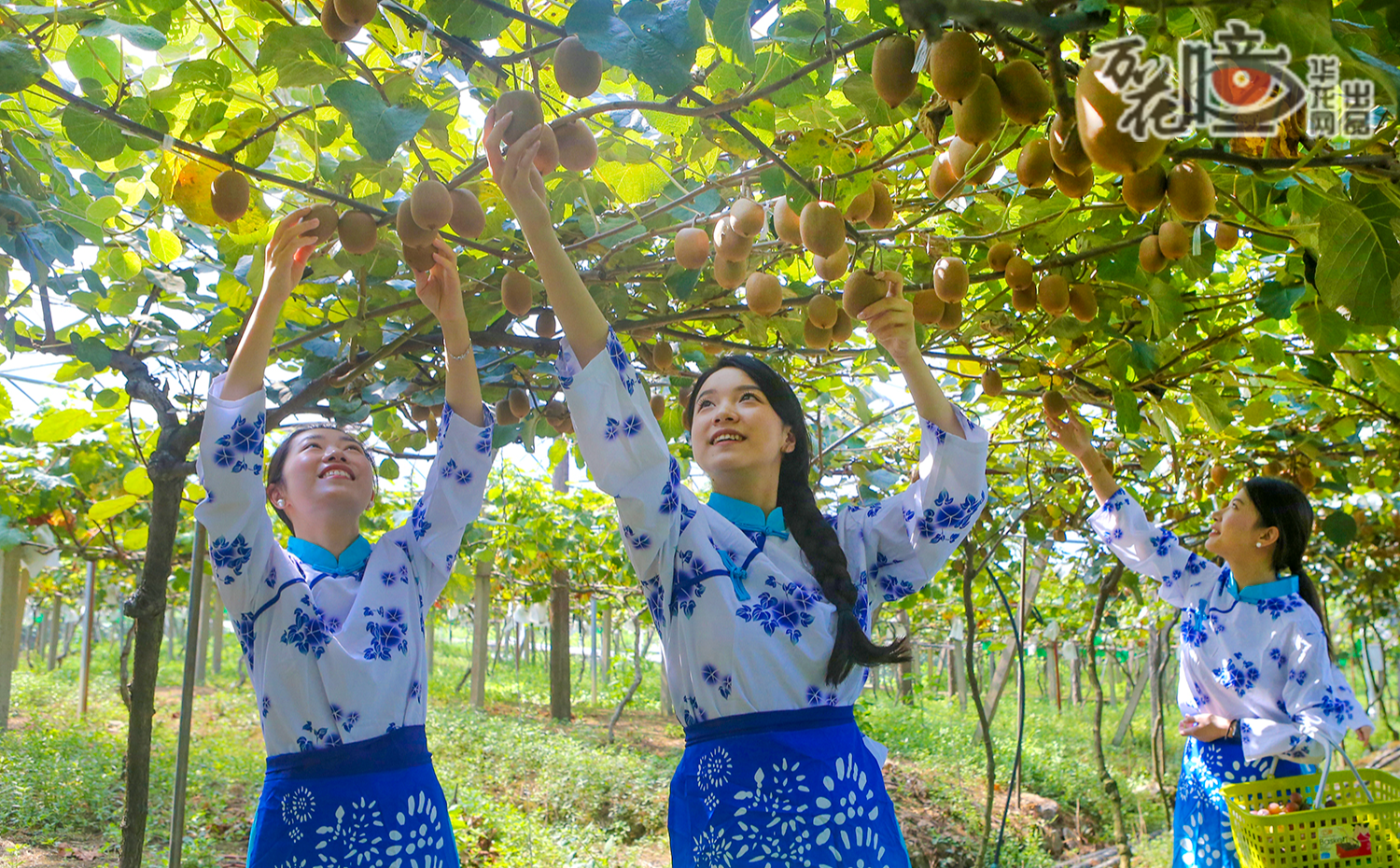 萬(wàn)盛經(jīng)開區(qū)黑山鎮(zhèn)神獼果園內(nèi)，游客正在采摘。綠葉間一顆顆果實(shí)掛滿枝頭，在陽(yáng)光下泛著誘人的光澤。曹永龍 攝
