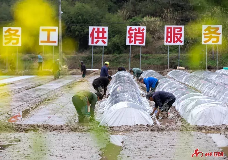 5、2026年3月21日,重庆市南川区木凉镇云都寺村,村民协作搭建育秧拱棚,覆盖薄膜为稻种筑牢保温保湿 “防护墙”。_副本.jpg