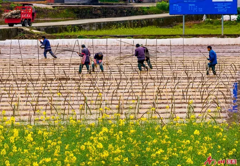 2026年3月21日,重庆市南川区兴隆镇金花村春意盎然,村民们忙碌着整田、播种、育秧,为即将到来的水稻春耕做准备。(无人机照片)胡波1.jpg