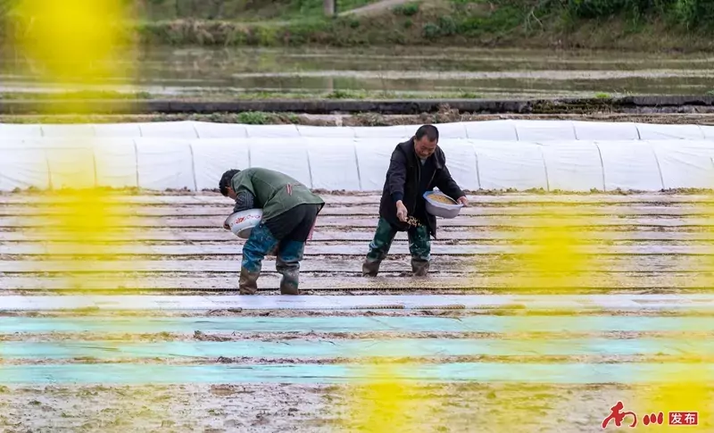 2、2026年3月21日,重庆市南川区木凉镇云都寺村,村民们抢抓农时开展水稻育秧作业,田间一派繁忙景象。_副本.jpg