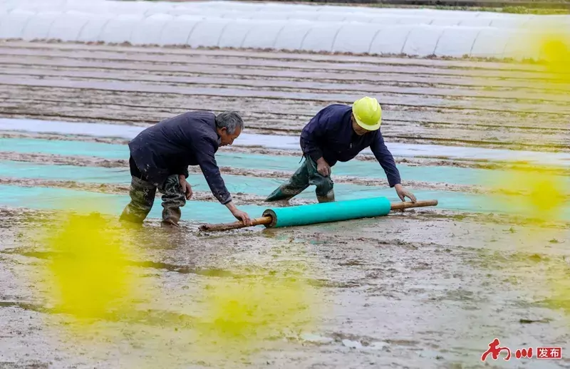 6、2026年3月21日,重庆市南川区木凉镇云都寺村,村民们将无纺布平整铺在秧床上,为水稻育秧做好准备。_副本.jpg