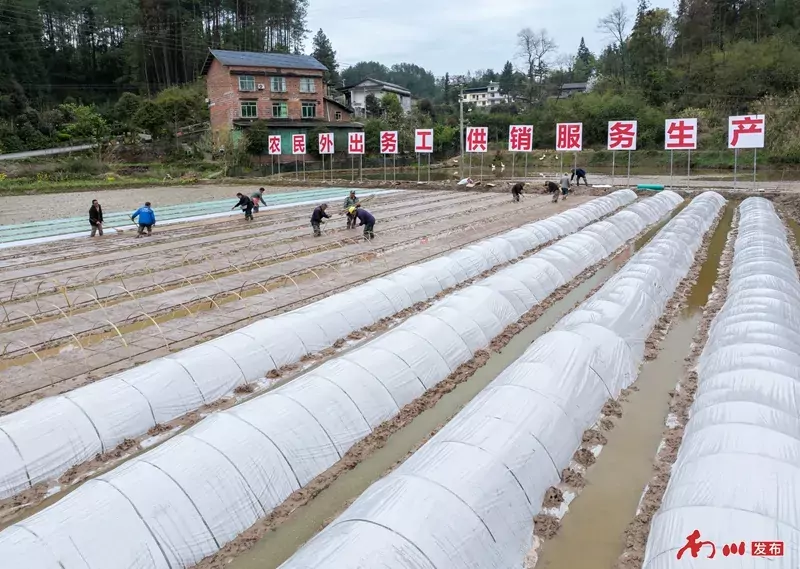 1、2026年3月21日,重庆市南川区木凉镇云都寺村,村民们抢抓农时开展水稻育秧作业,田间一派繁忙景象。_副本.jpg