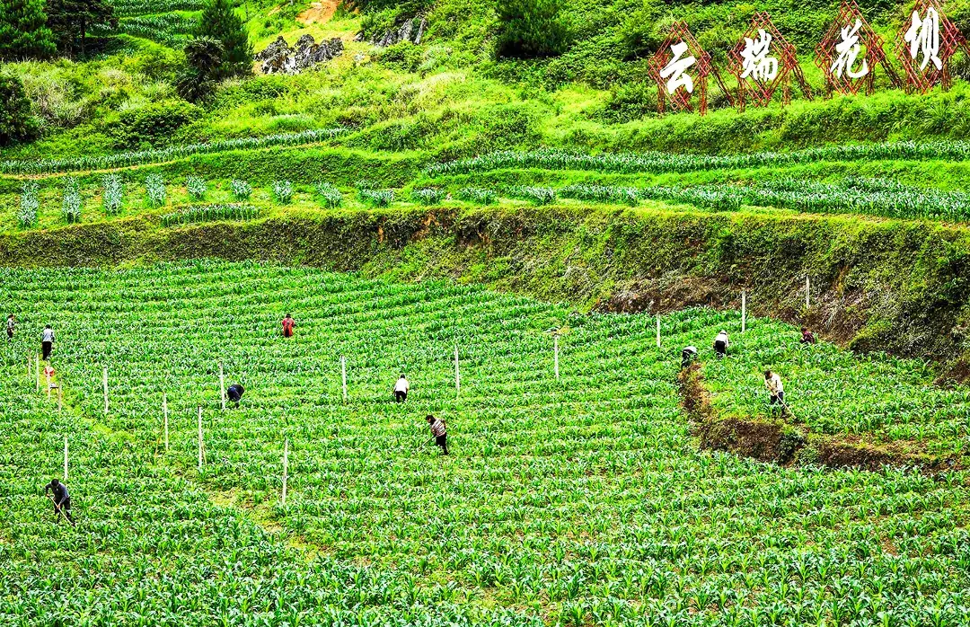 渝黔边界的乡村盛会,藏着最暖烟火与振兴力量(6)359204.jpg