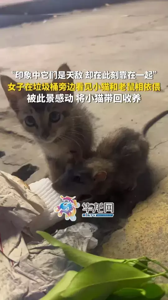 “印象中它们是天敌，却在此刻靠在一起。”女子在垃圾桶旁边看见小猫和老鼠相依偎，被此景感动，将小猫带回收养